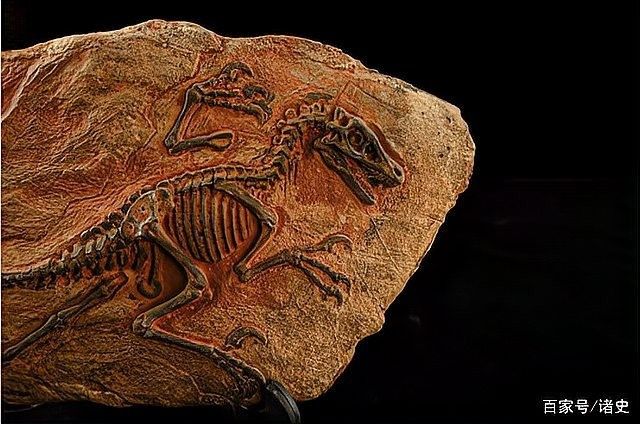 龍魚與中華龍圖騰有何關(guān)聯(lián)（龍魚與中華龍之間的聯(lián)系使得中華龍有著密切的文化關(guān)聯(lián)）