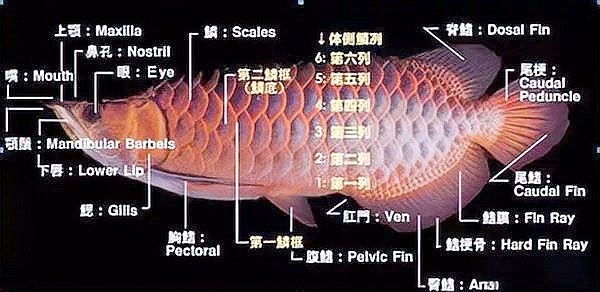 龍魚與中華龍圖騰有何關(guān)聯(lián)（龍魚與中華龍之間的聯(lián)系使得中華龍有著密切的文化關(guān)聯(lián)）
