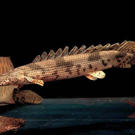 虎紋恐龍魚有哪些變異品種（polypterusendlicheri虎紋恐龍魚的變異品種）