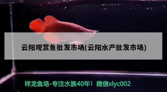云陽觀賞魚批發市場(云陽水產批發市場)（上海云陽觀賞魚批發市場）