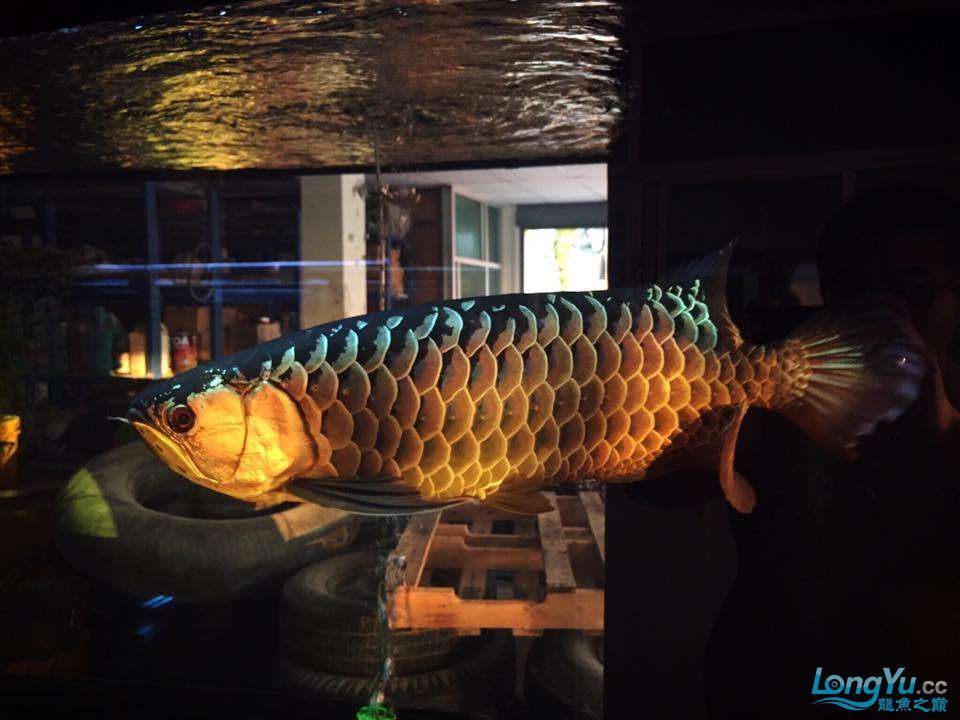 阿拉善盟觀賞魚市場陽光金龍金質（內蒙古阿拉善盟觀賞魚市場陽光金龍金質）