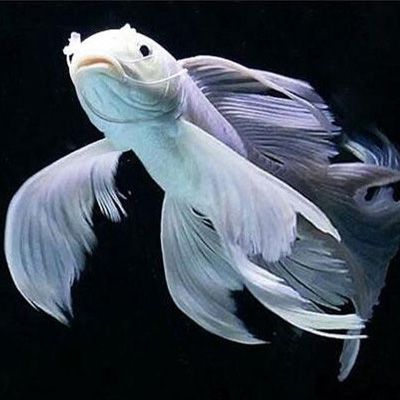 阿拉善盟觀賞魚市場陽光金龍金質（內蒙古阿拉善盟觀賞魚市場陽光金龍金質）