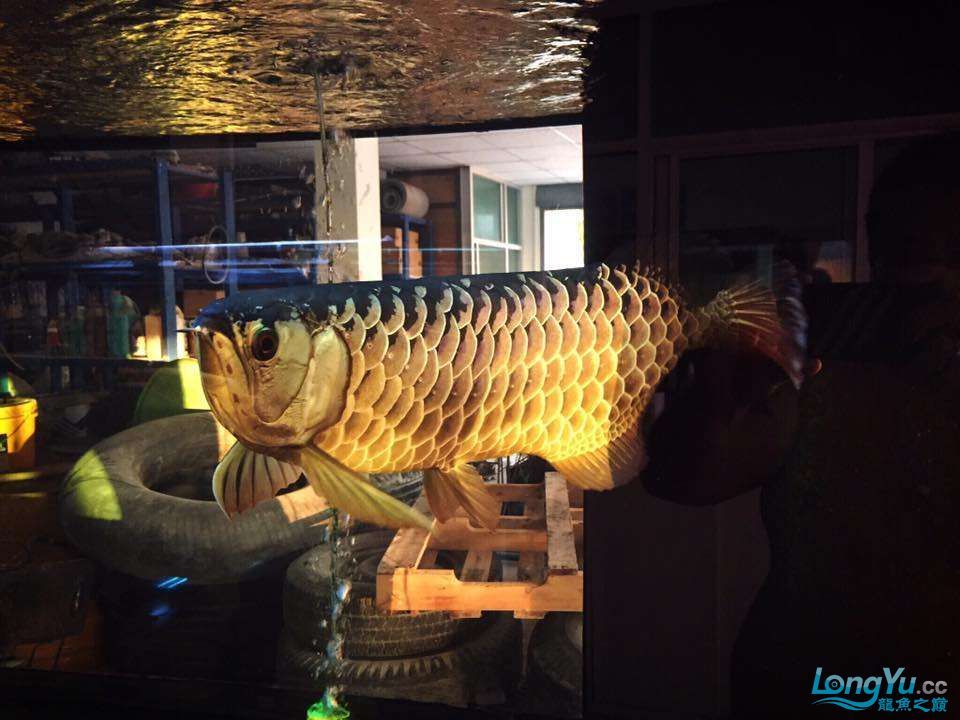 阿拉善盟觀賞魚市場陽光金龍金質（內蒙古阿拉善盟觀賞魚市場陽光金龍金質）