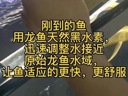 龍魚黑水有哪些品牌推薦 龍魚百科 第2張 龍魚黑水有哪些品牌推薦 龍魚黑水有哪些品牌推薦 龍魚百科 第2張