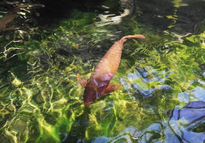 龍魚黑水有哪些品牌推薦 龍魚百科 第6張 龍魚黑水有哪些品牌推薦 龍魚黑水有哪些品牌推薦 龍魚百科 第6張