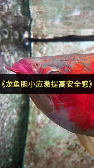 龍魚黑水有哪些品牌推薦 龍魚百科 第1張 龍魚黑水有哪些品牌推薦 龍魚黑水有哪些品牌推薦 龍魚百科 第1張