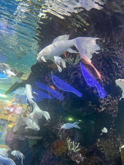 <strong><mark>桑日</mark></strong>哪個水族館龍魚好？祥龍魚場龍魚