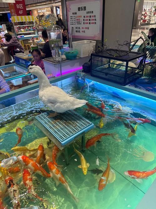 桑日哪個水族館龍魚好？祥龍魚場龍魚