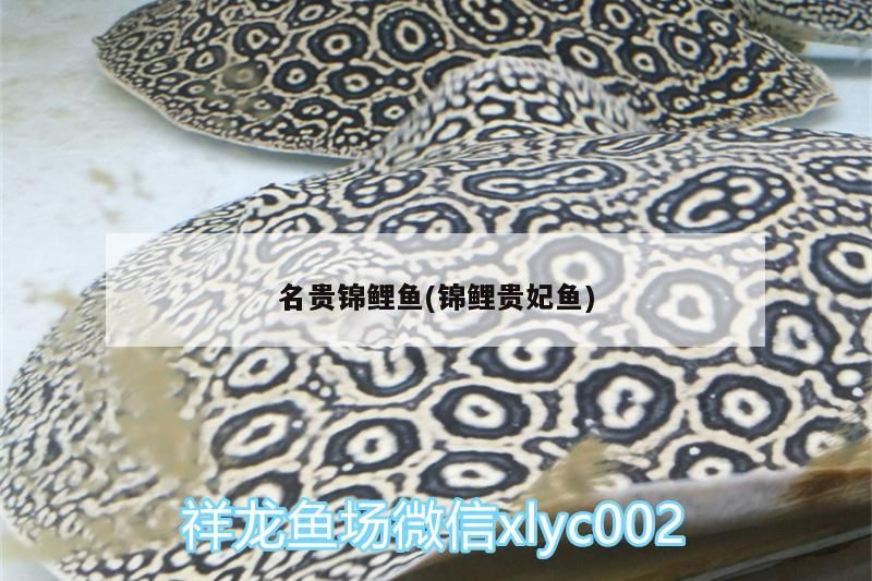 名貴錦鯉魚(錦鯉貴妃魚)