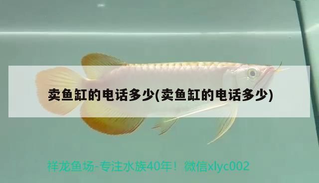 賣魚缸的電話多少(賣魚缸的電話多少)（賣魚缸的電話多少）
