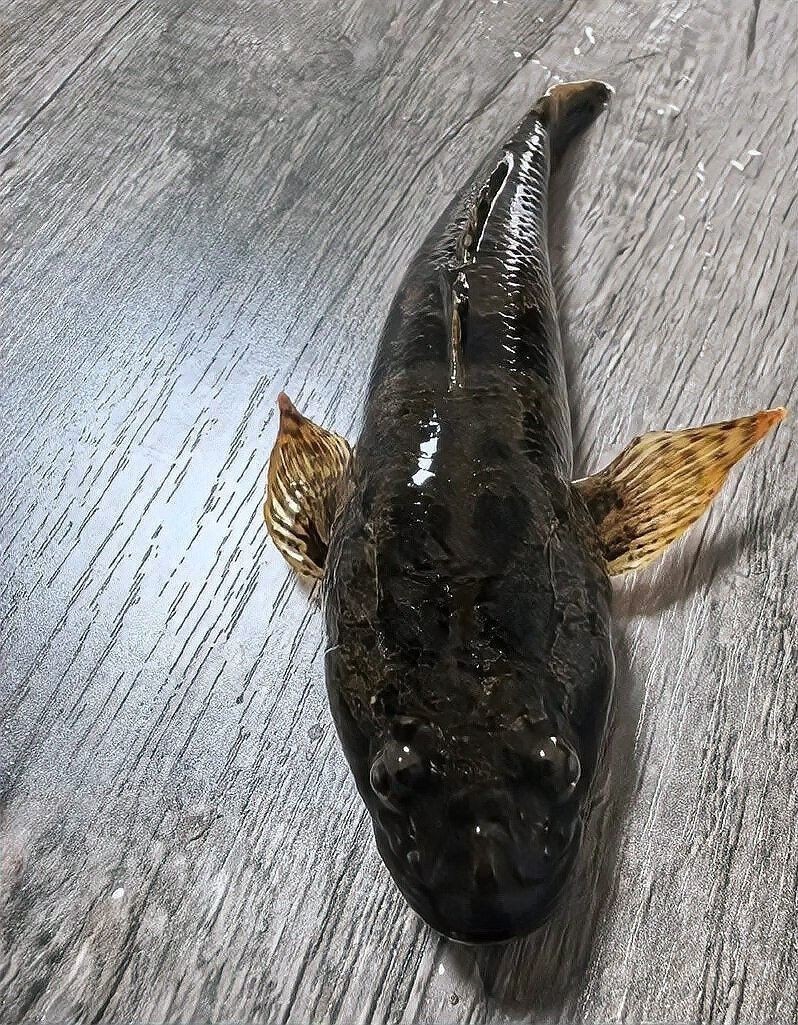 恐龍魚有哪些天敵（恐龍魚在自然水域中可能對恐龍魚構(gòu)成威脅的天敵和天敵）