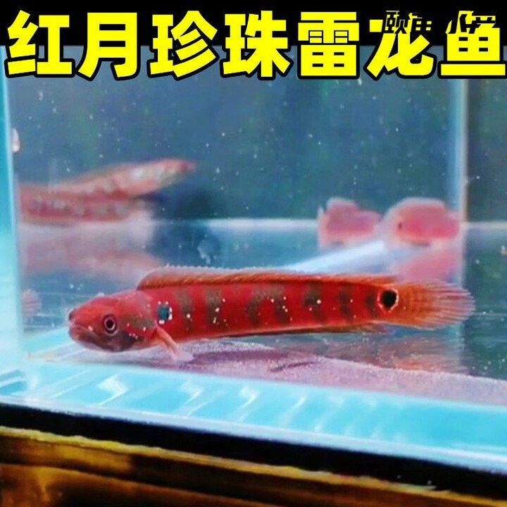 YEE雷龍魚飼料哪里可以購買？（yee雷龍魚飼料有哪些型號） YEE雷龍魚飼料哪里可以購買？（yee雷龍魚飼料有哪些型號） 龍魚百科 第4張