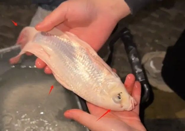 白化龍魚的市場價格如何（浙江男子釣到“化龍魚”幾十塊就賣掉,網友:很虧!貍貓之一的動物圈聽）