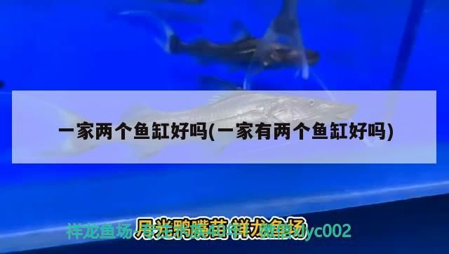 一家兩個魚缸好嗎(一家有兩個魚缸好嗎)