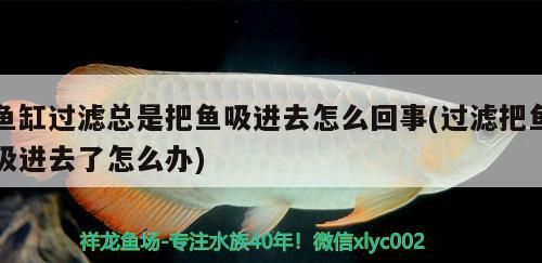 銀龍魚只吃飼料可以嗎，銀龍魚只吃飼料可以嗎