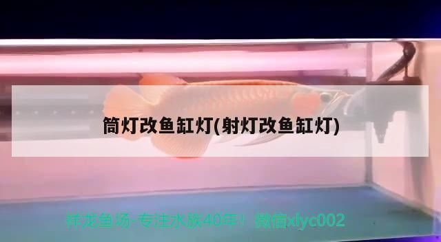 銀龍魚只吃飼料可以嗎，銀龍魚只吃飼料可以嗎