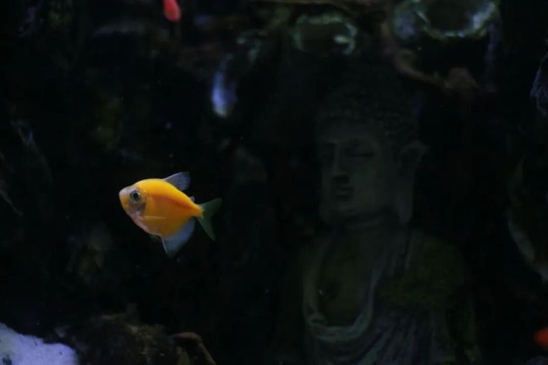 金龍魚頭朝上尾朝下多久會(huì)死？