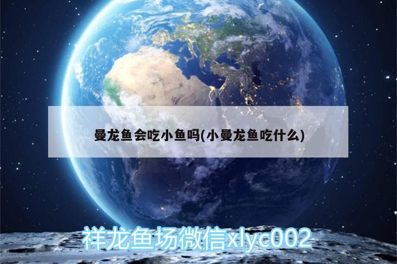 曼龍魚會吃小魚嗎(小曼龍魚吃什么)