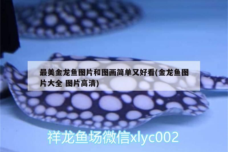 最美金龍魚圖片和圖畫簡單又好看(金龍魚圖片大全圖片高清)