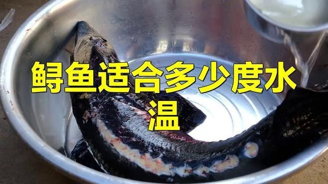 鱘龍魚養殖周期是多久？