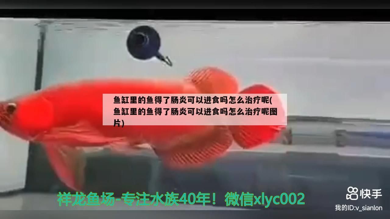 魚缸里的魚得了腸炎可以進(jìn)食嗎怎么治療呢(魚缸里的魚得了腸炎可以進(jìn)食嗎怎么治療呢圖片) 魚缸里的魚得了腸炎可以進(jìn)食嗎怎么治療呢(魚缸里的魚得了腸炎可以進(jìn)食嗎怎么治療呢圖片) 觀賞魚百科
