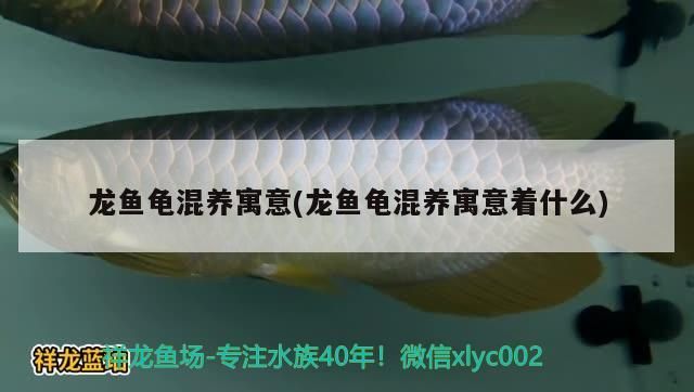 龍魚(yú)龜混養(yǎng)寓意(龍魚(yú)龜混養(yǎng)寓意著什么)