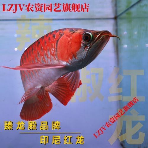 馬來紅龍魚的價(jià)格是多少？