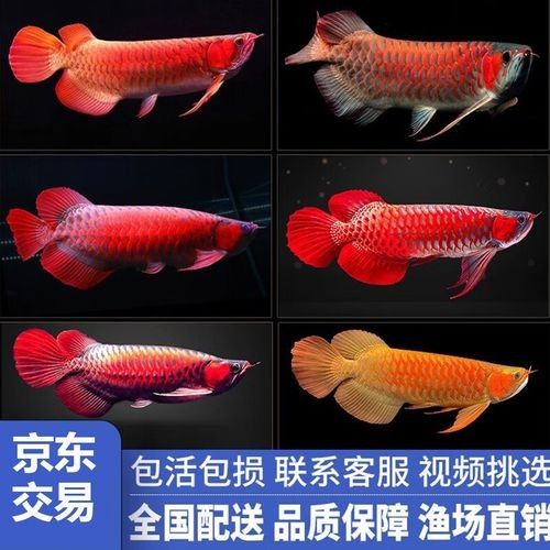 馬來紅龍魚的價(jià)格是多少？