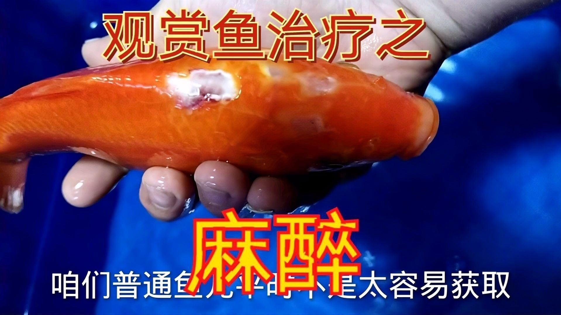 龍魚麻藥有哪些副作用