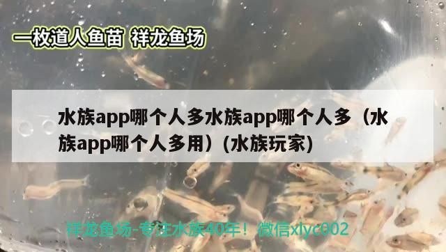 水族app哪個人多水族app哪個人多（水族app哪個人多用）(水族玩家) 水族app哪個人多水族app哪個人多（水族app哪個人多用）(水族玩家) 觀賞魚百科