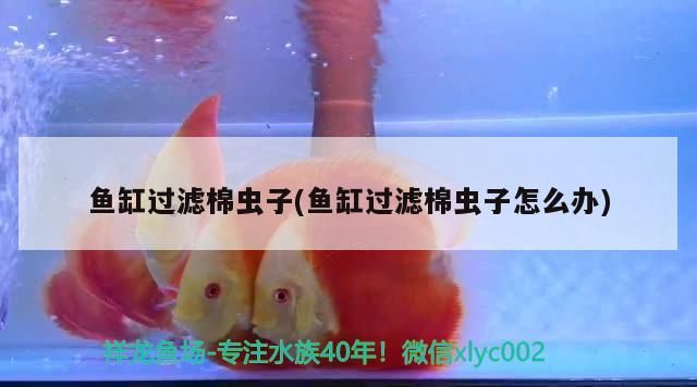 魚缸過濾棉蟲子(魚缸過濾棉蟲子怎么辦)（魚缸過濾棉上有蟲子怎么辦，魚缸過濾棉蟲子怎么處理）