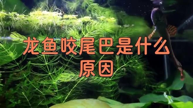 如何向祥龍魚場提交加盟申請？，向祥龍魚場提交加盟申請您需要遵循以下步驟以下步驟