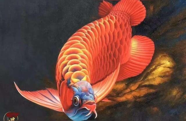 雞西龍魚批發:如何選金龍魚活體