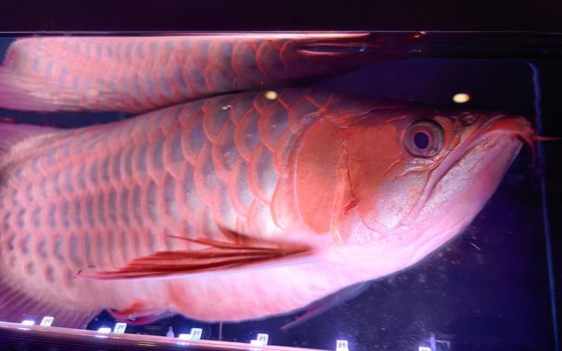 紅龍魚壁紙高清大圖有哪些（紅龍魚壁紙高清大圖）