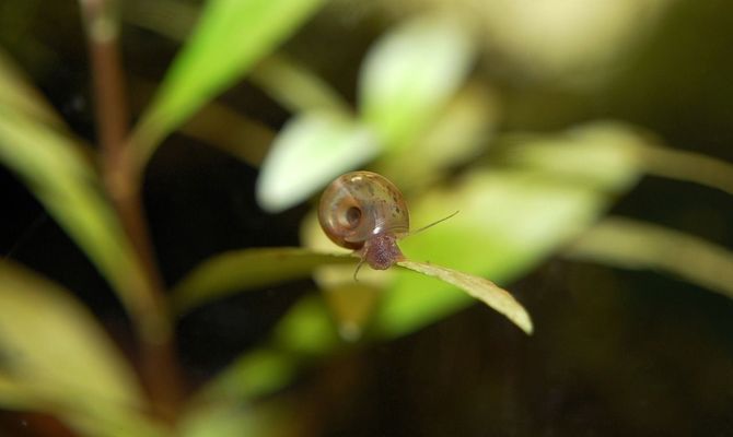 長治龍魚水族店：長治龍魚水族店推薦