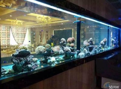 長治龍魚水族店：長治龍魚水族店推薦