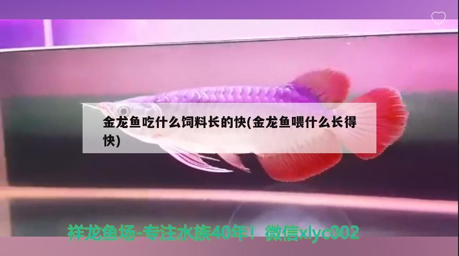 金龍魚吃什么飼料長的快(金龍魚喂什么長得快)