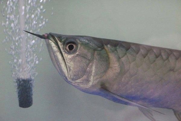 龍魚掉眼會遺傳嗎
