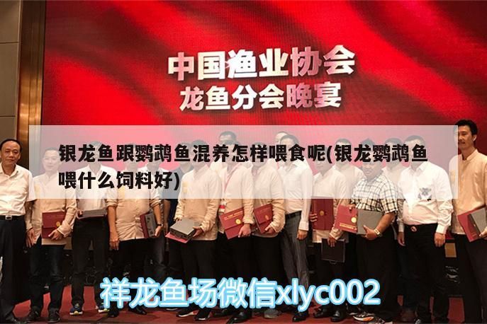 銀龍魚跟鸚鵡魚混養怎樣喂食呢(銀龍鸚鵡魚喂什么飼料好)（銀龍魚和鸚鵡魚可以在一起養嗎？）