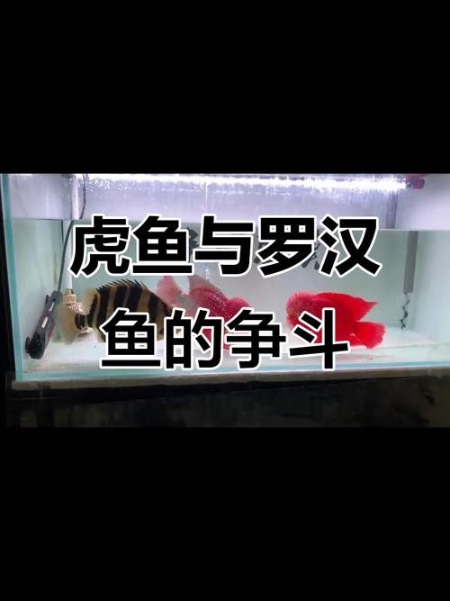 龍魚、虎魚和鳳魚的價格是多少（魚、虎魚和鳳魚的價格信息綜合整理）