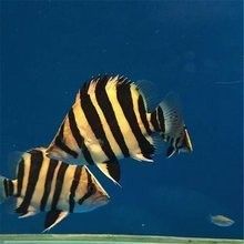 龍魚、虎魚和鳳魚的價格是多少（魚、虎魚和鳳魚的價格信息綜合整理）