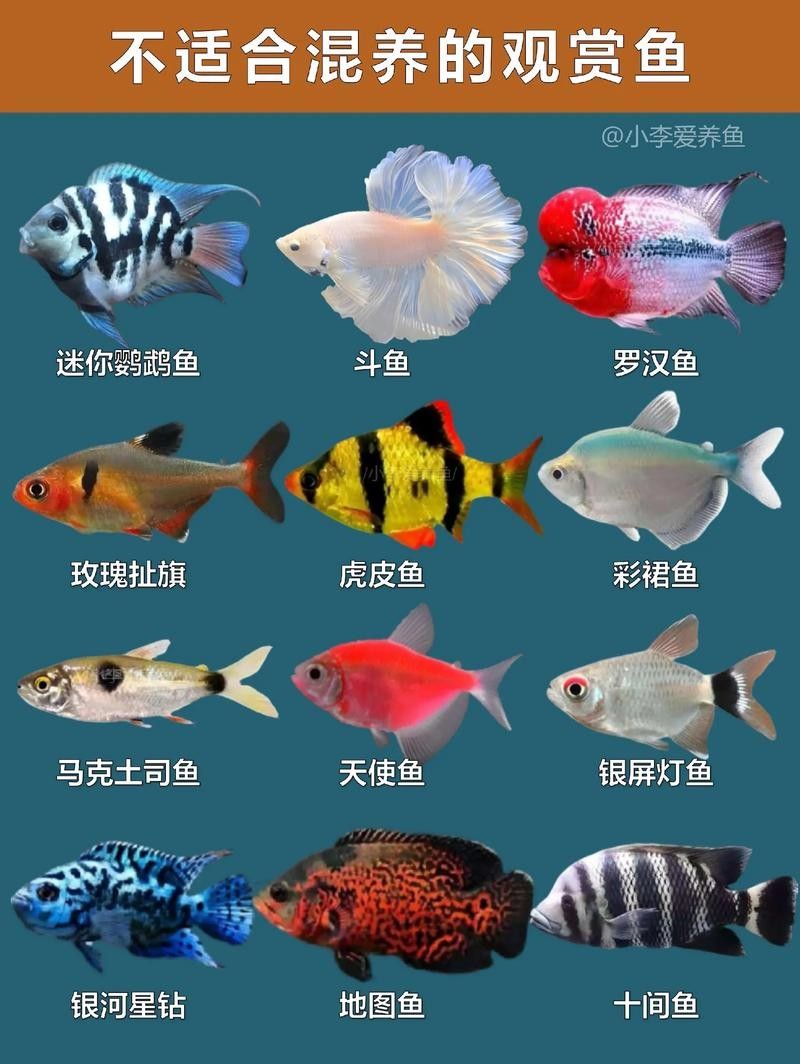 龍魚、虎魚和鳳魚的價格是多少（魚、虎魚和鳳魚的價格信息綜合整理）