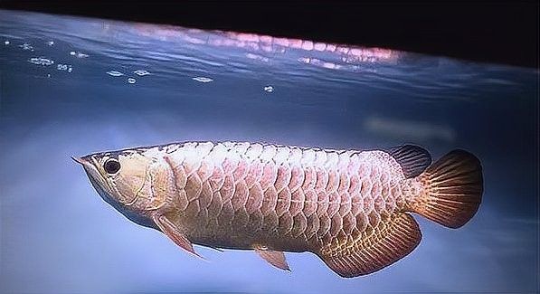 金龍魚燈光與自然光如何結合 金龍魚燈光與自然光如何結合 龍魚百科 第6張