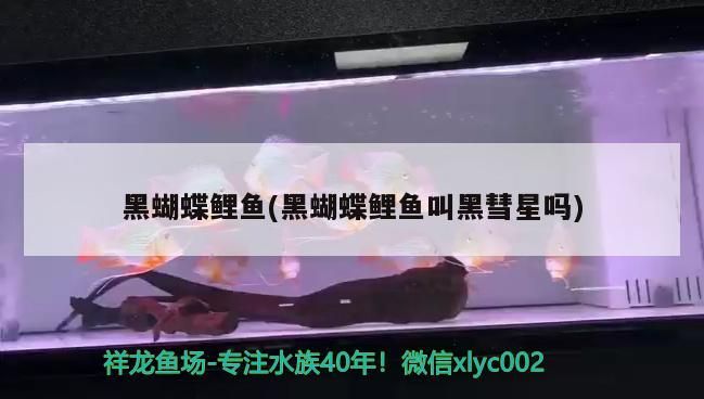黑蝴蝶鯉魚(黑蝴蝶鯉魚叫黑彗星嗎)