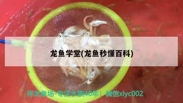 龍魚學堂(龍魚秒懂百科)（誰用御龍國際燈管進來-龍魚學堂）