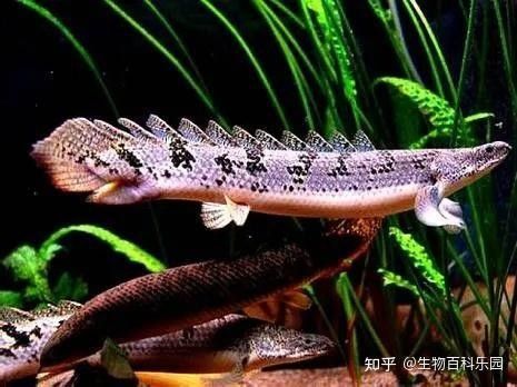 虎皮恐龍魚多久喂一次 虎皮恐龍魚多久喂一次 龍魚百科 第6張