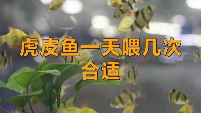 虎皮恐龍魚多久喂一次 虎皮恐龍魚多久喂一次 龍魚百科 第2張
