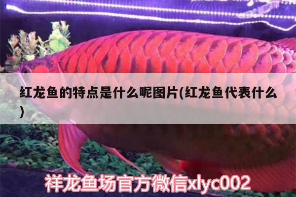 紅龍魚的特點是什么呢圖片(紅龍魚代表什么)