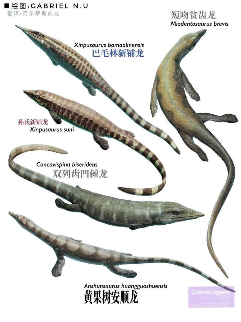 如何挑選高質量的六角海龍？