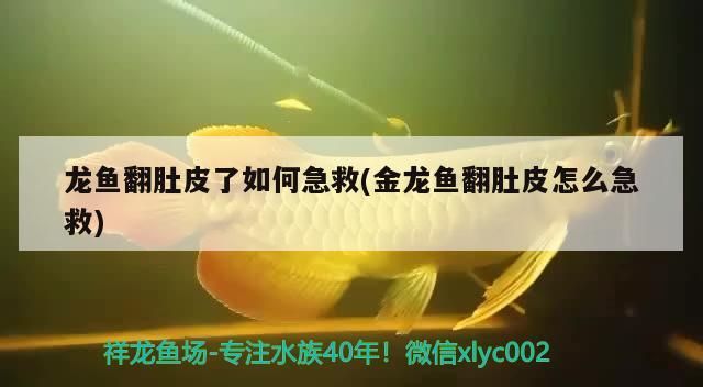 龍魚翻肚皮了如何急救(金龍魚翻肚皮怎么急救)